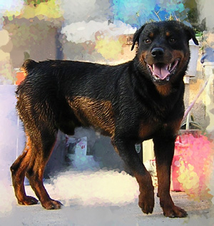c un chien agre